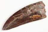 Serrated, Carcharodontosaurus Tooth - Partially Rooted Tooth! #206279-1